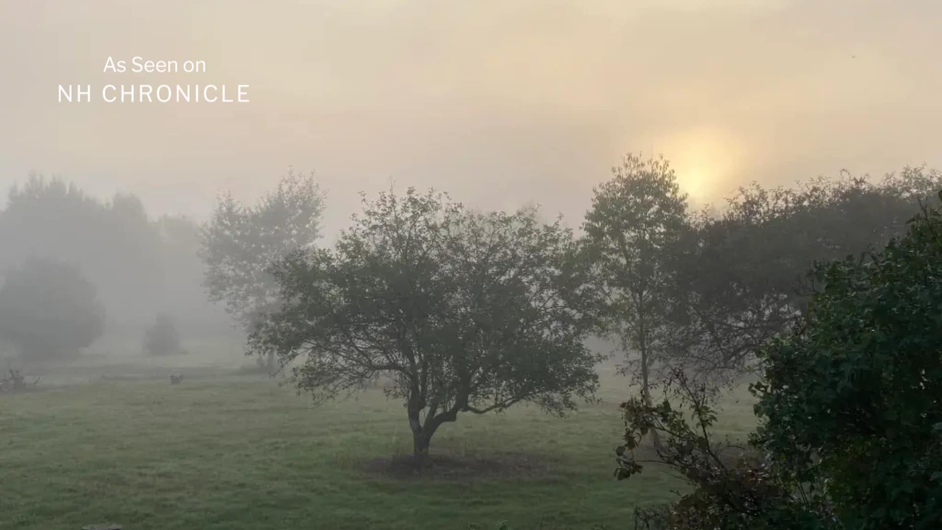 Morning fog over orchard at Riddle Hill Homestead in Grafton, New Hampshire